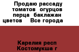 Продаю рассаду томатов, огурцов, перца, баклажан, цветов  - Все города  »    . Карелия респ.,Костомукша г.